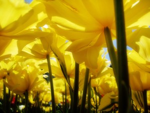 Tulipes jaunes